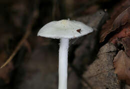 Image of Albomagister subaustralis (A. H. Sm. & Hesler) Sánchez-García, Birkebak & Matheny 2014