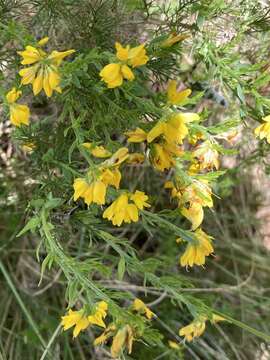 Image of Genista hispanica subsp. occidentalis Rouy