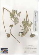 صورة Enceliopsis nudicaulis (A. Gray) A. Nels.