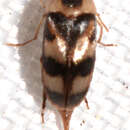 Image of Tolidomordella discoidea (Melsheimer 1845)