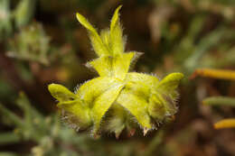 Image of Aspalathus tridentata subsp. staurantha (Eckl. & Zeyh.) R. Dahlgren