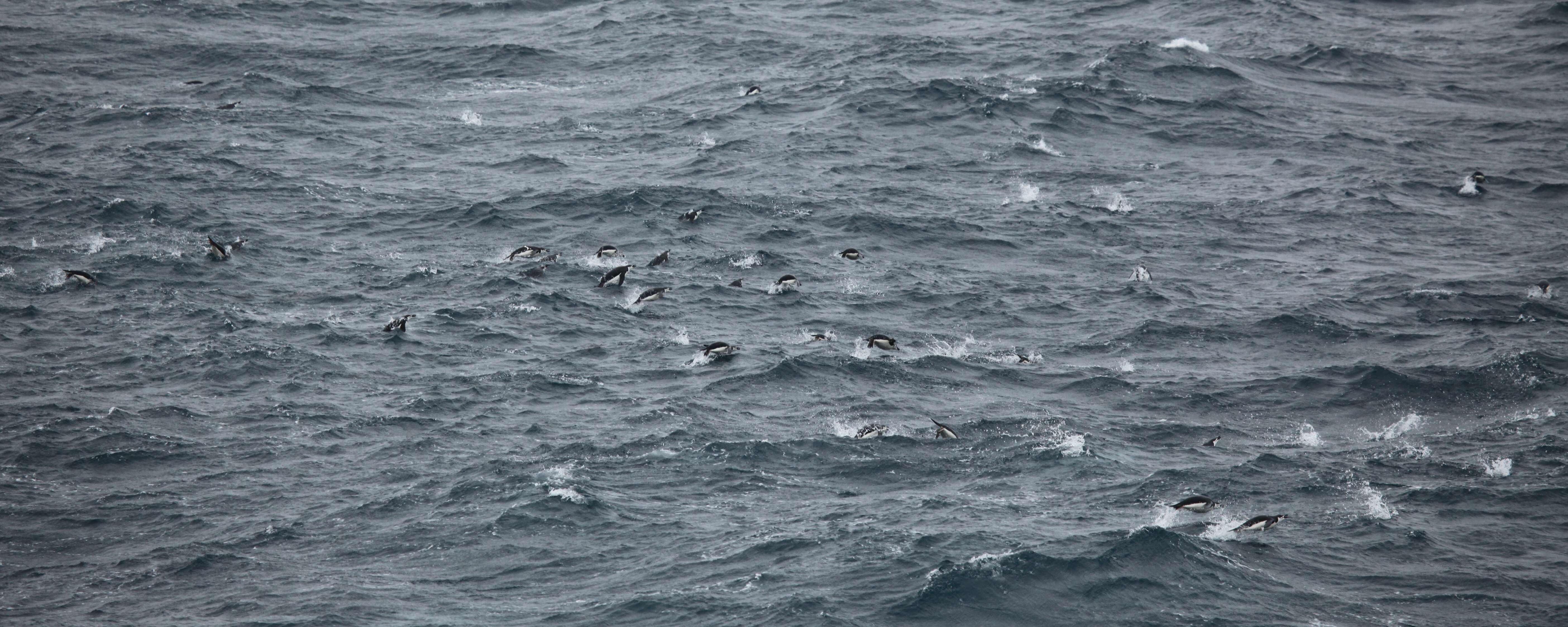 Image of Chinstrap Penguin