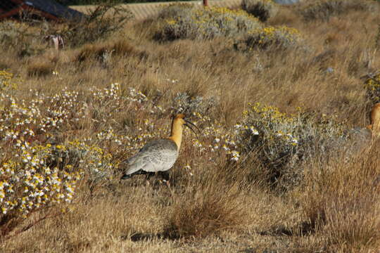 Image of Black-faced Ibis