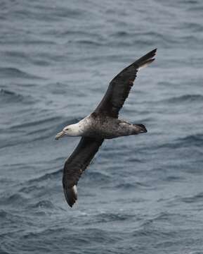 Image of Antarctic Giant-Petrel