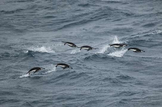 Image of Chinstrap Penguin