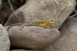 Image of Himalayan Agama