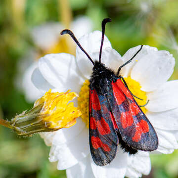 Image of Zygaena graslini Lederer 1855