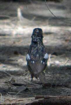 Image of Rose-breasted Grosbeak