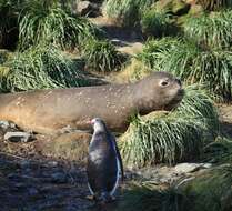 Image of South Atlantic Elephant-seal