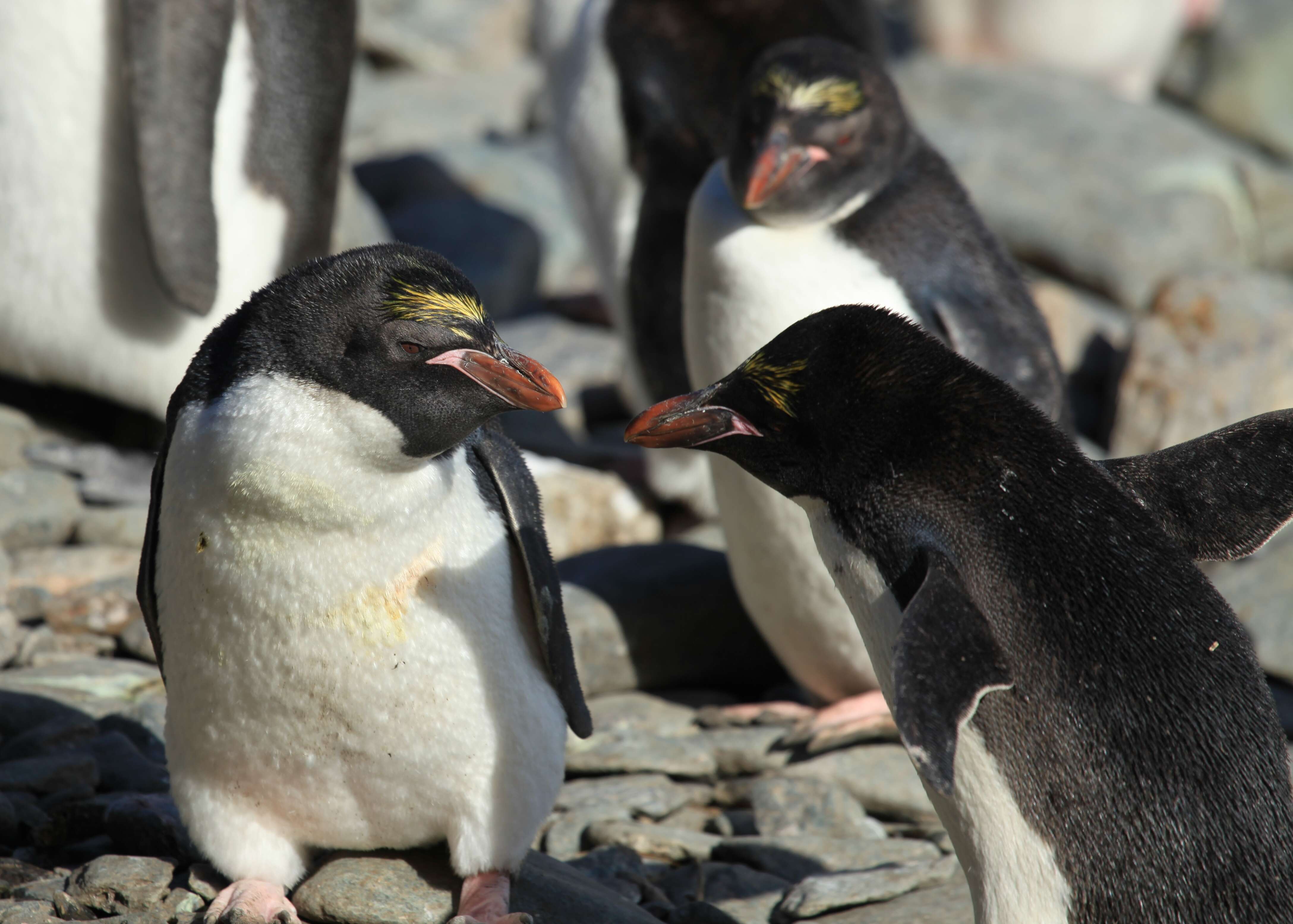 Image of Macaroni Penguin