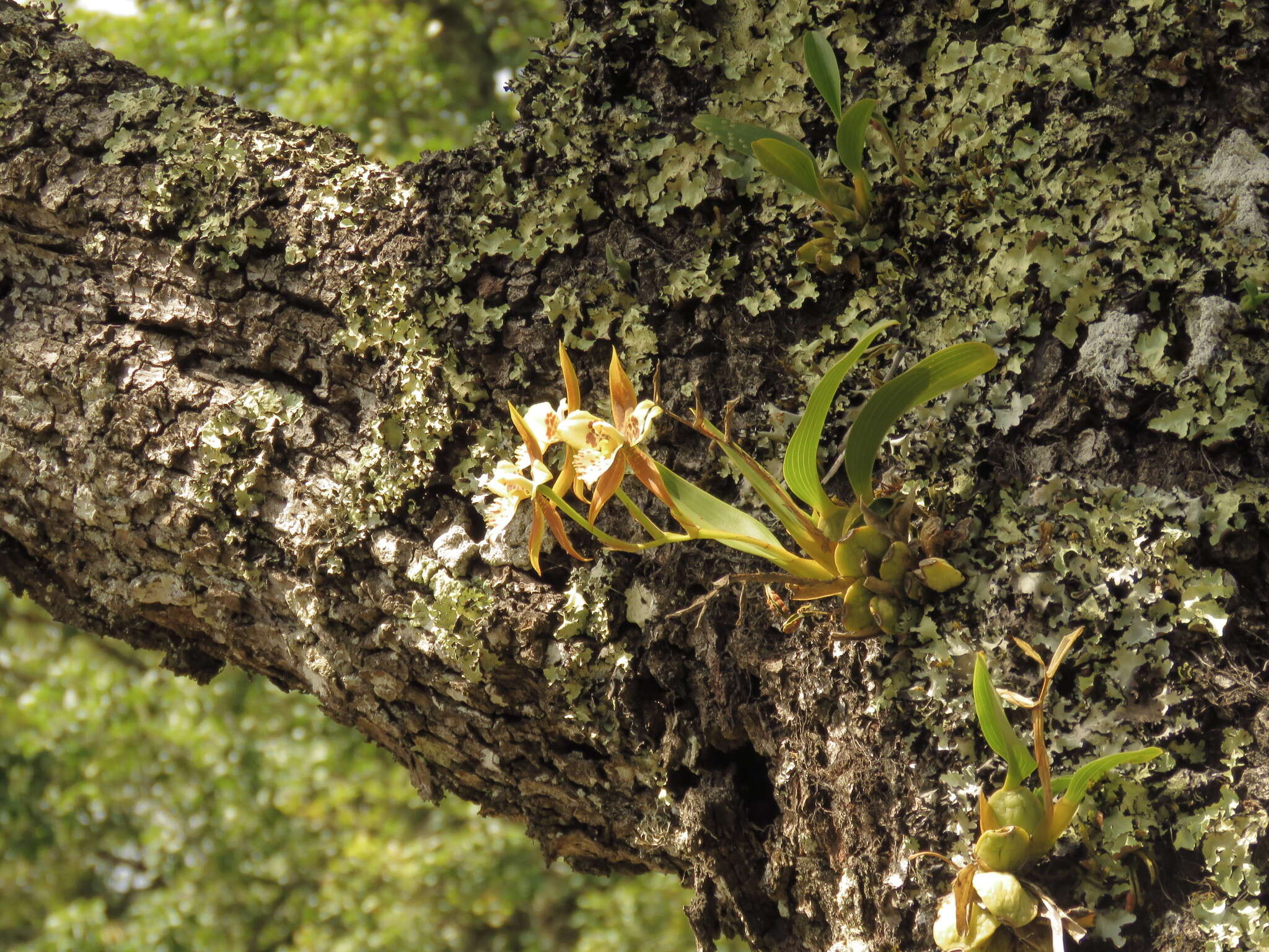 Image of Rhynchostele maculata subsp. oestlundiana (L. O. Williams) Soto Arenas & R. Jiménez