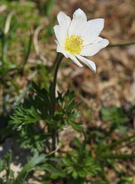 Image of Anemone baldensis subsp. baldensis