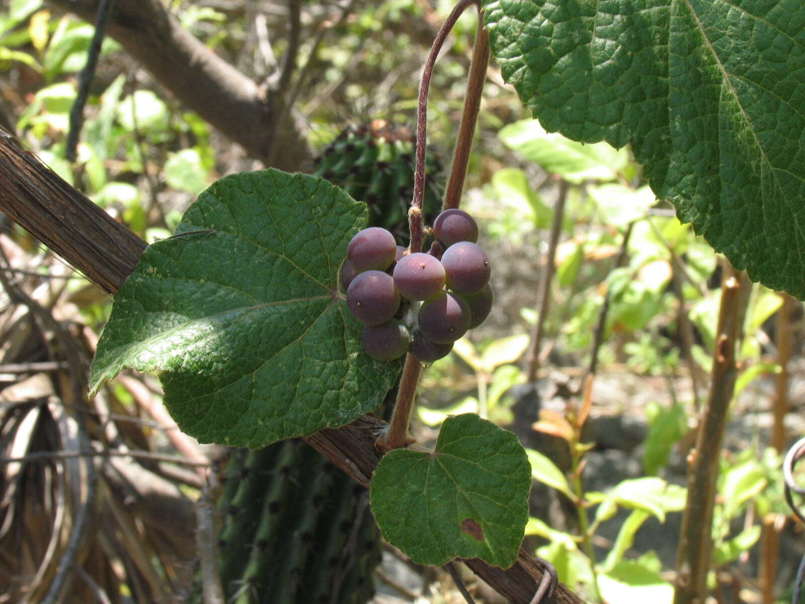 Sivun Vitis peninsularis M. E. Jones kuva