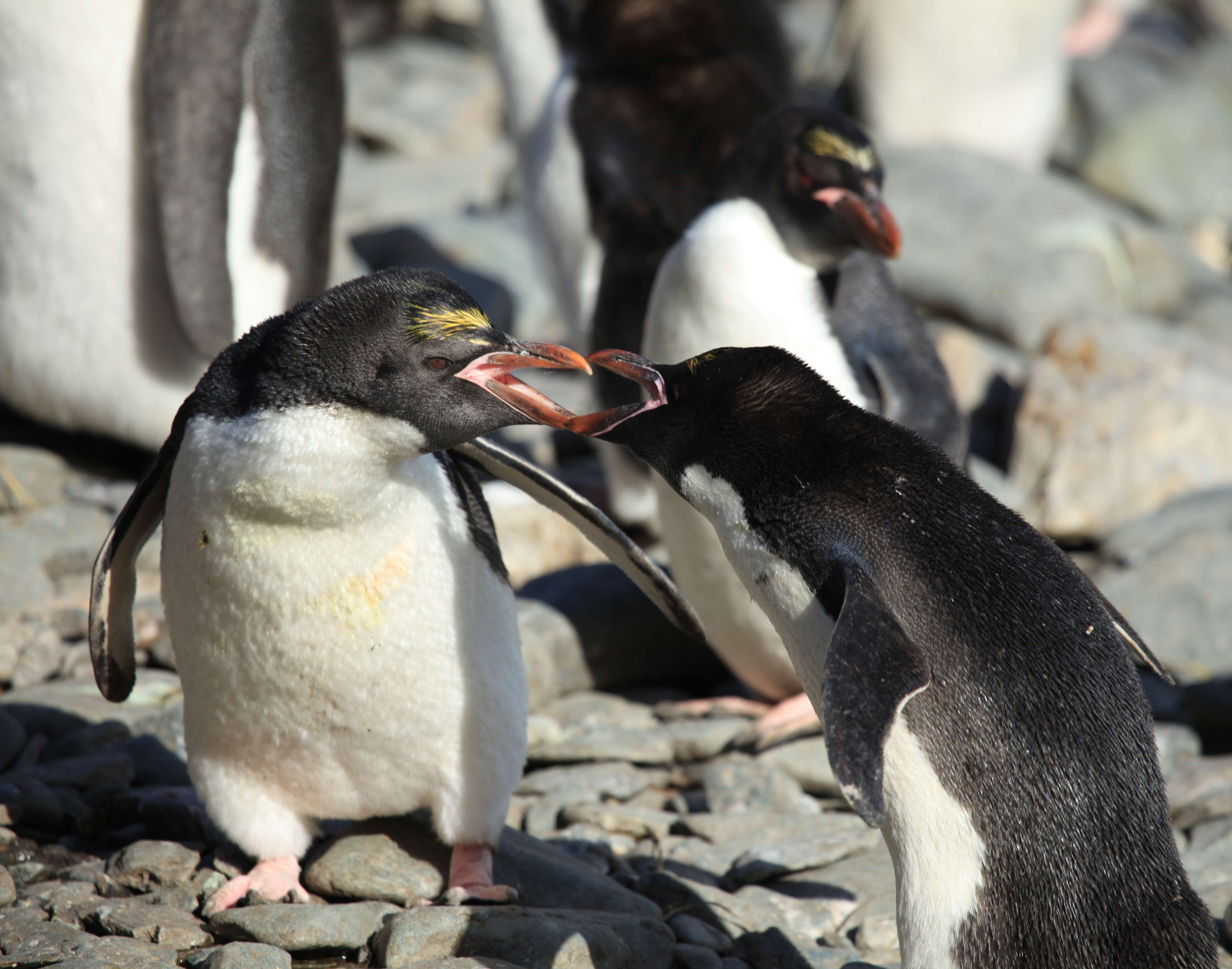 Image of Macaroni Penguin