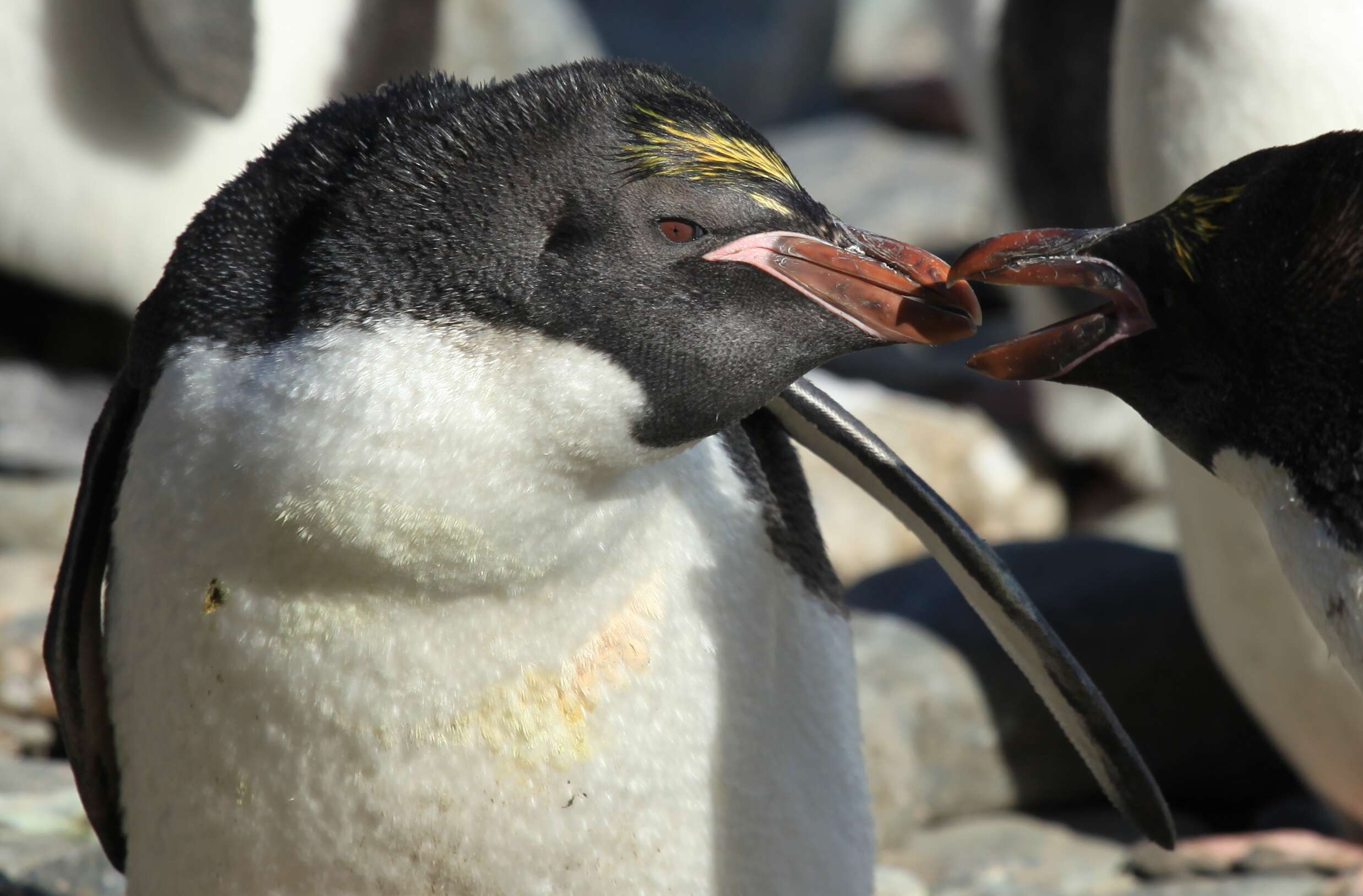 Image of Macaroni Penguin