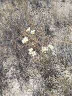 Image of White Sands fanmustard