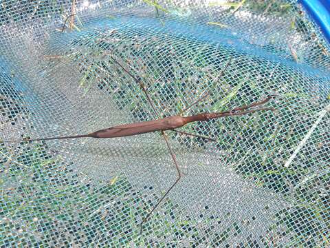 Image of Brown Waterscorpion