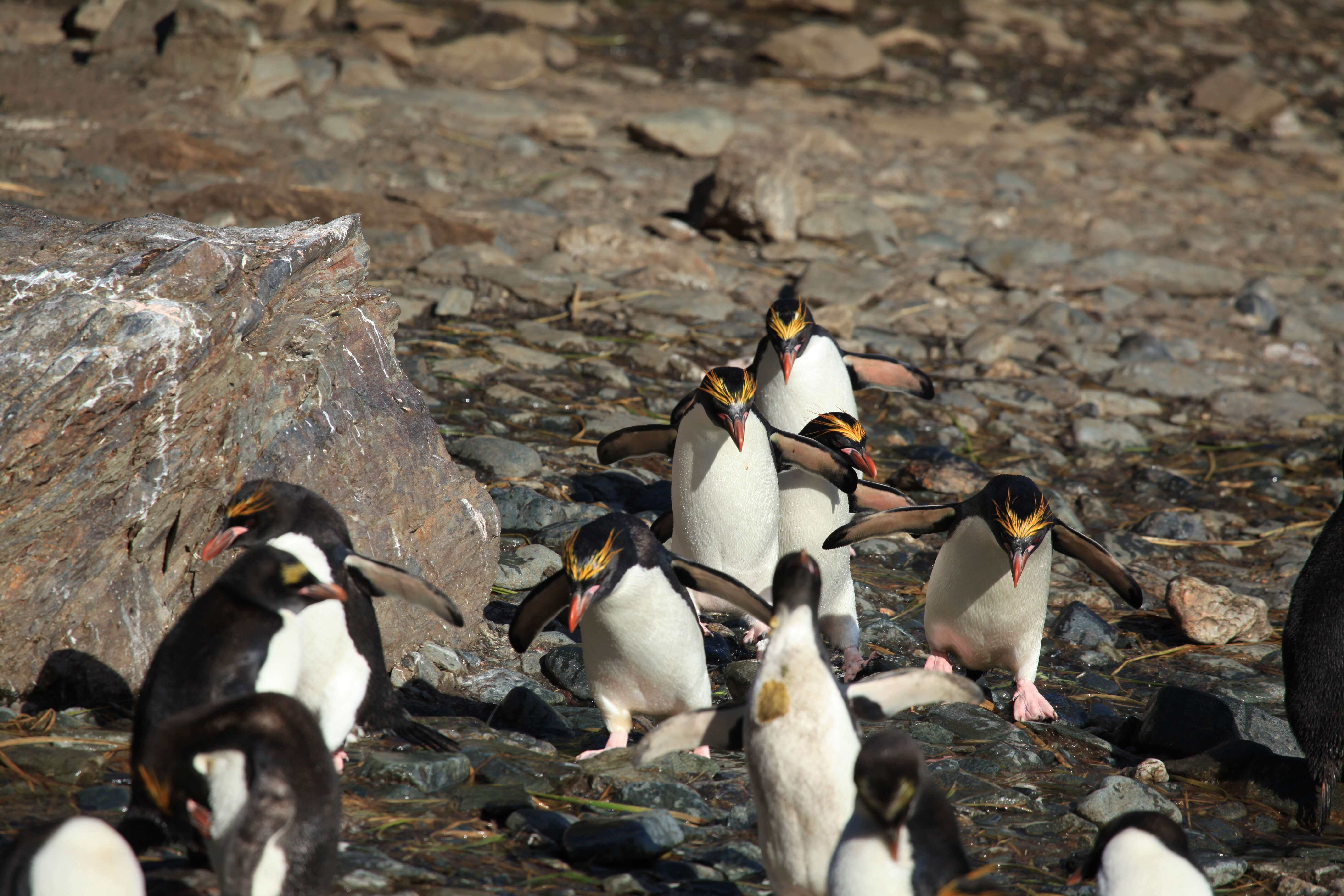 Image of Macaroni Penguin