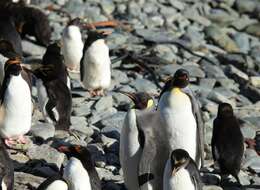 Image of Macaroni Penguin