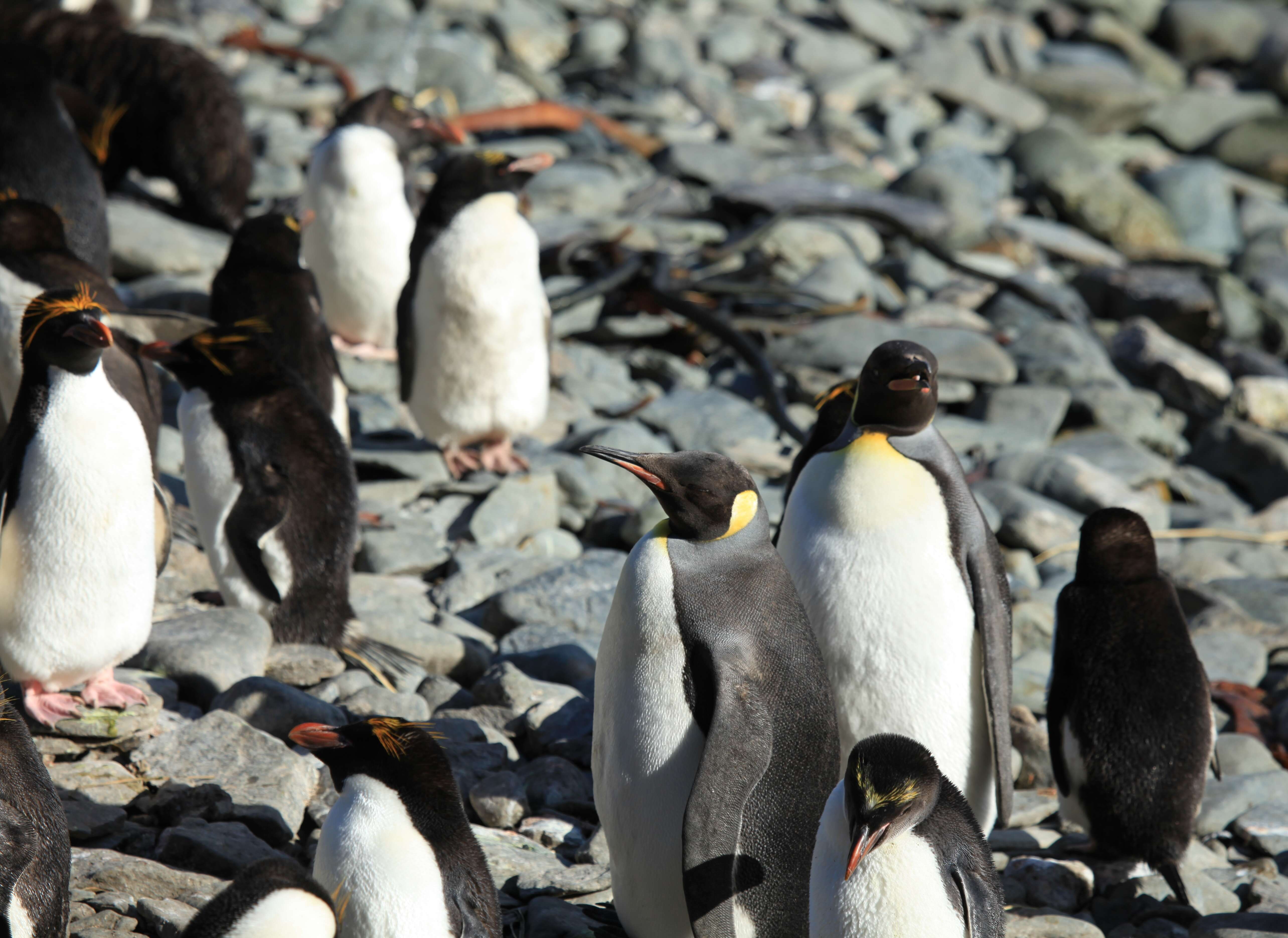 Image of Macaroni Penguin