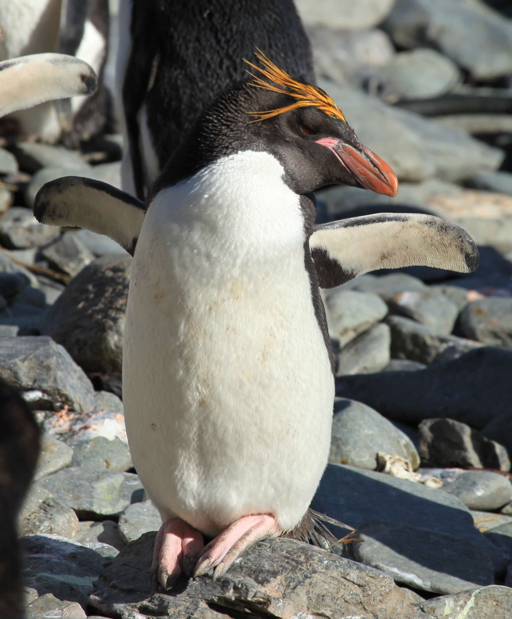 Image of Macaroni Penguin