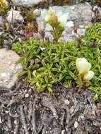 Image de Gentianella decumbens Glenny