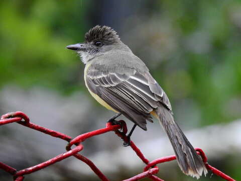 Image of Apical Flycatcher