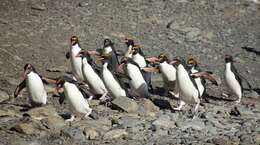 Image of Macaroni Penguin