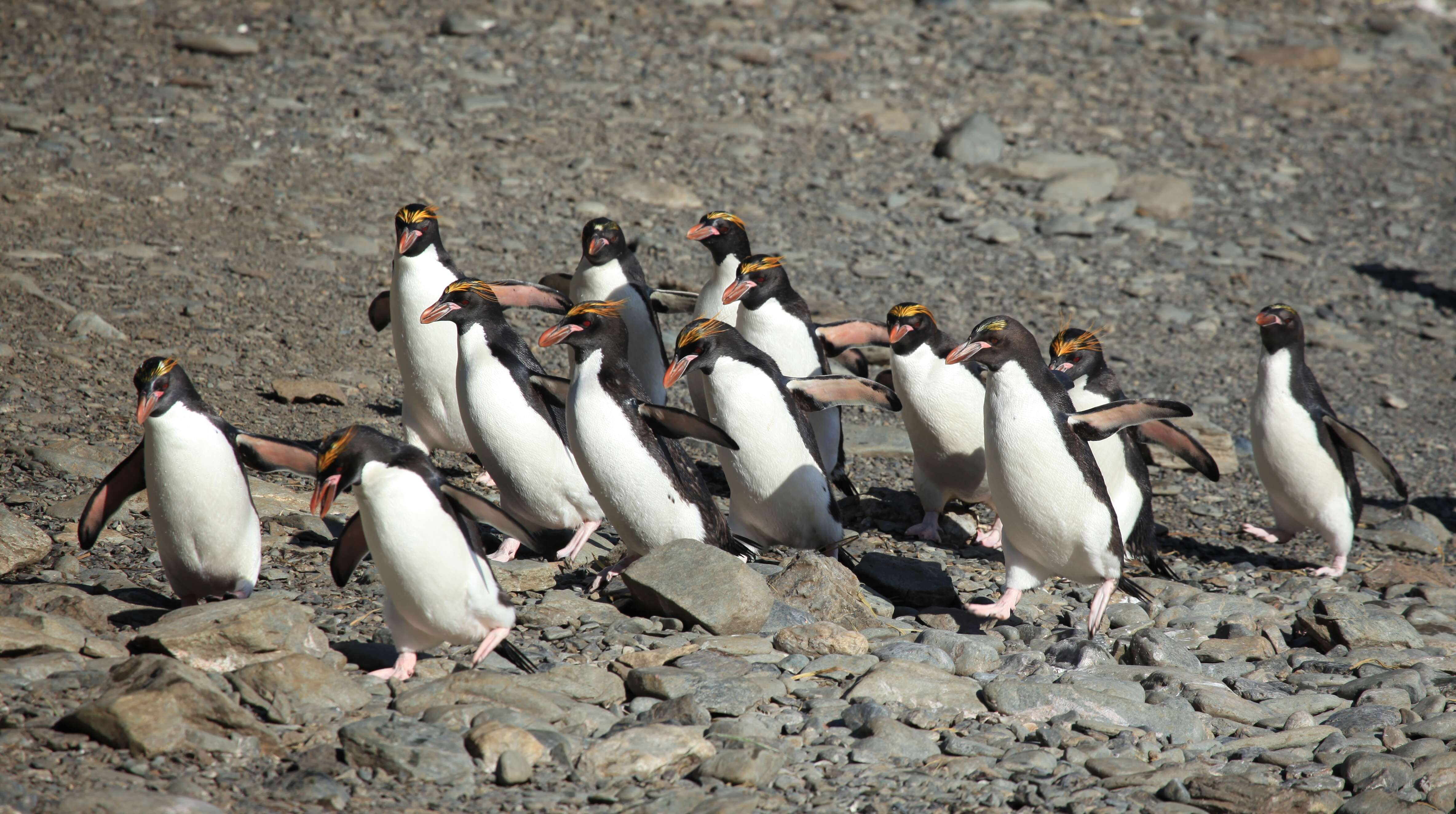 Image of Macaroni Penguin