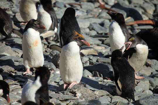 Image of Macaroni Penguin