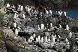 Image of Macaroni Penguin