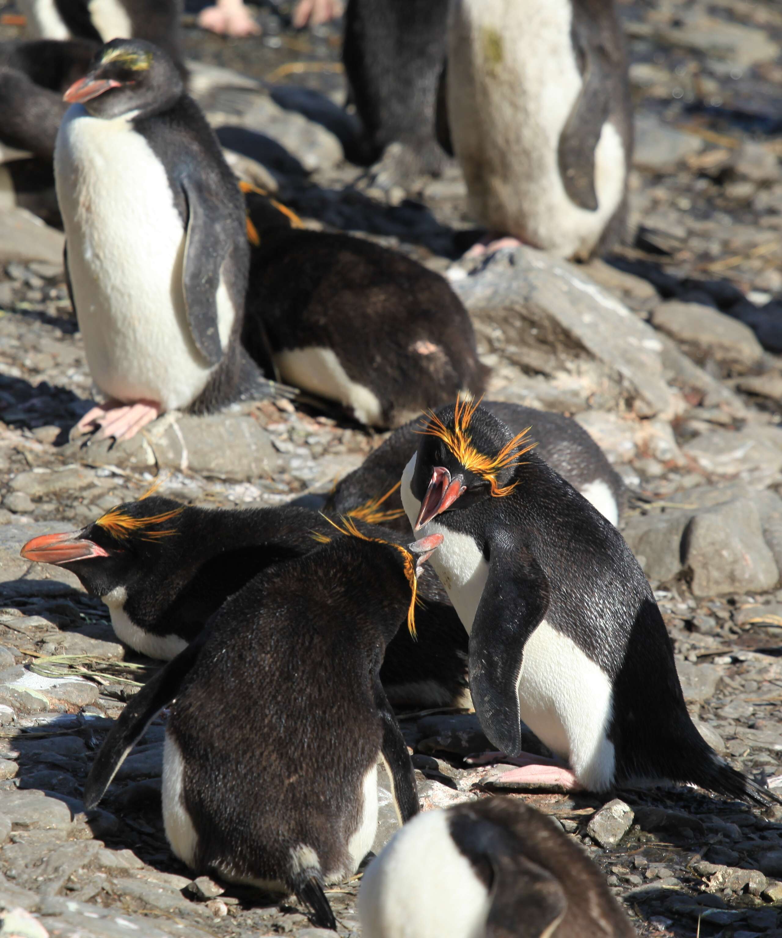 Image of Macaroni Penguin