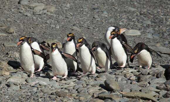 Image of Macaroni Penguin