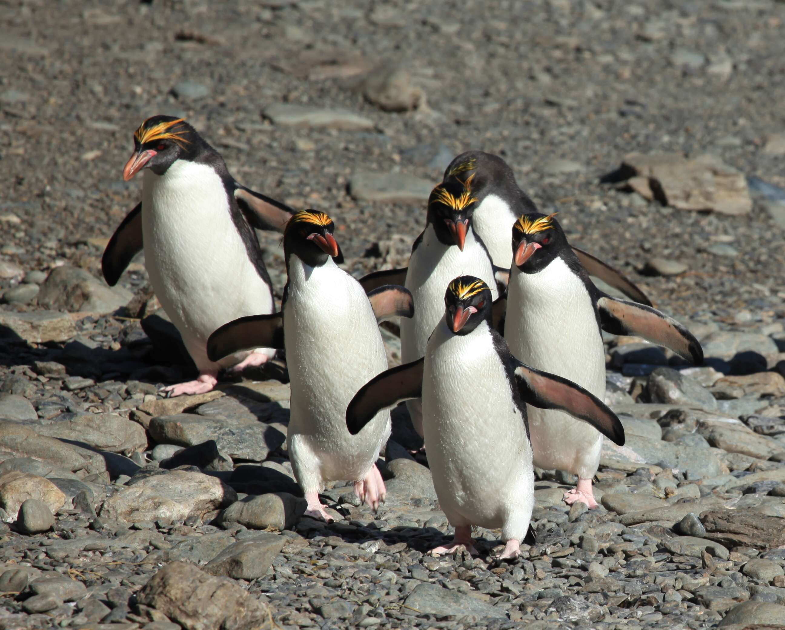 Image of Macaroni Penguin