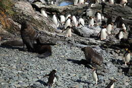 Image of Antarctic Fur Seal