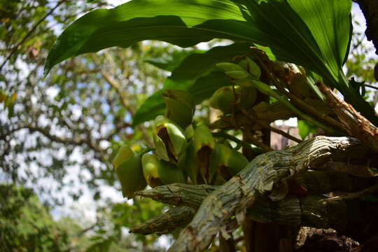 Image of Large-fruited Catasetum