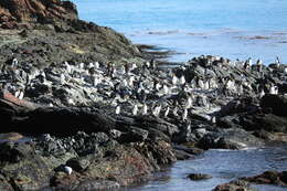 Image of Macaroni Penguin