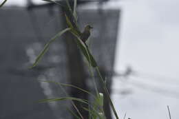 Image of Ploceus philippinus infortunatus Hartert 1902