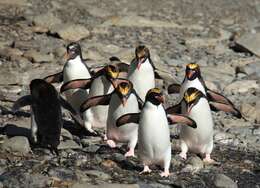 Image of Macaroni Penguin