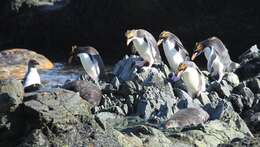 Image of Macaroni Penguin