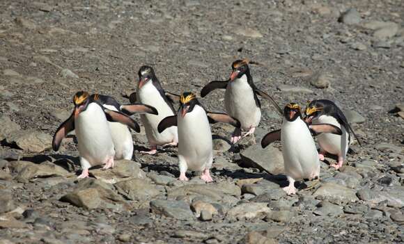 Image of Macaroni Penguin