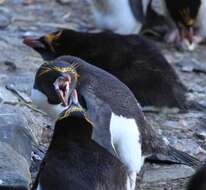 Image of Macaroni Penguin