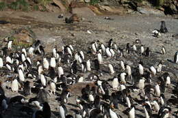 Image of Macaroni Penguin