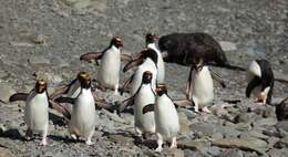 Image of Macaroni Penguin