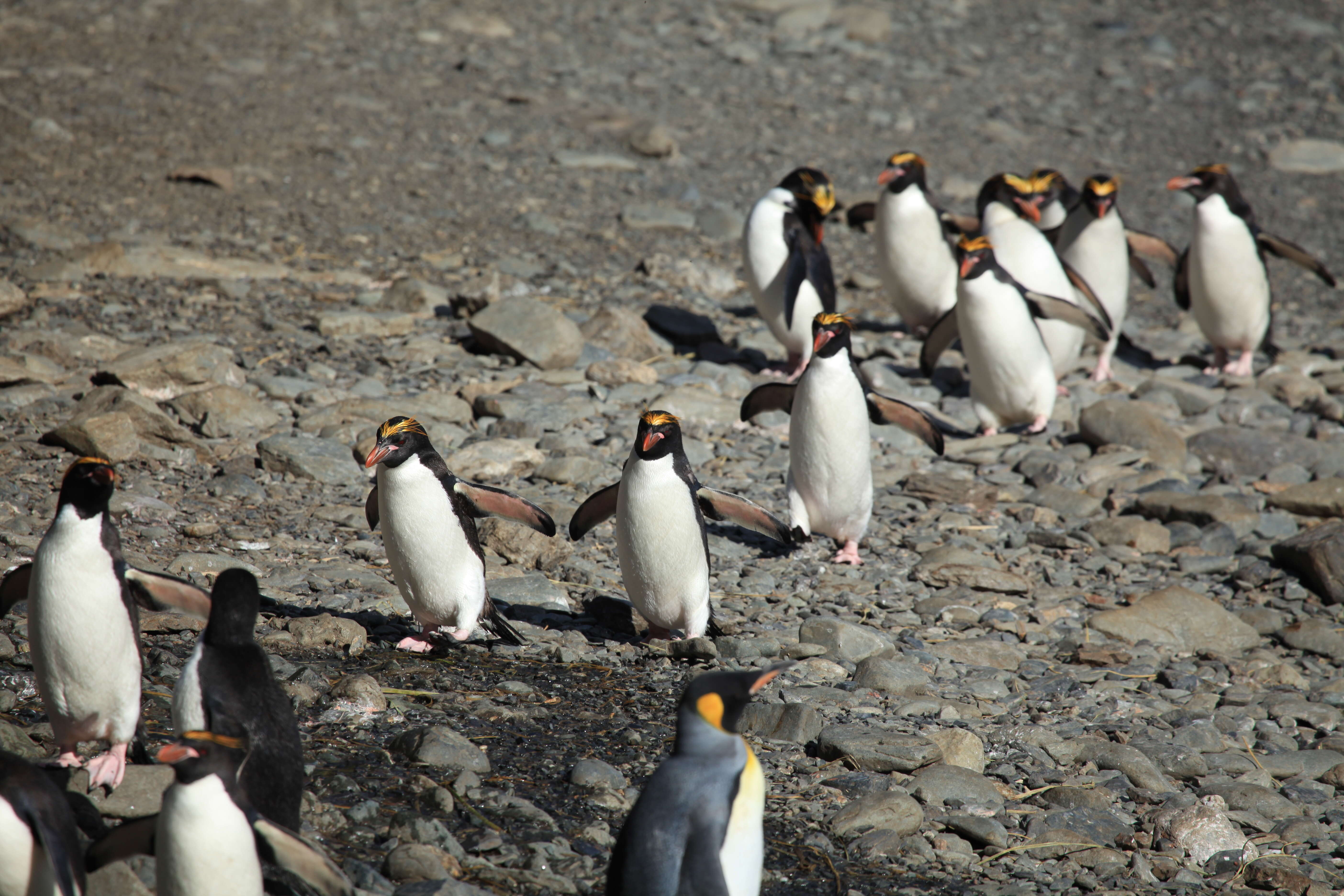 Image of Macaroni Penguin