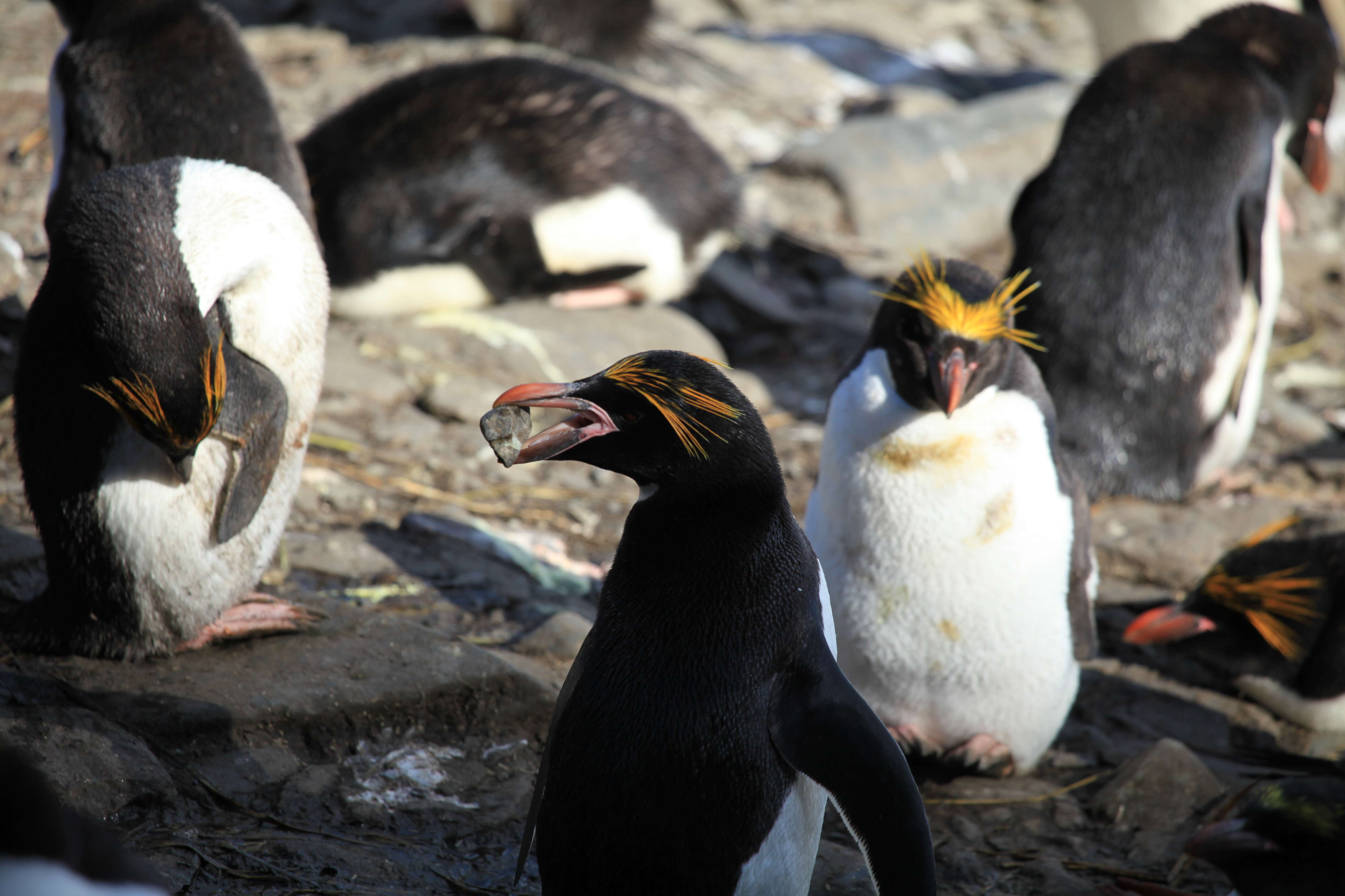 Image of Macaroni Penguin