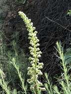 Image of California larkspur