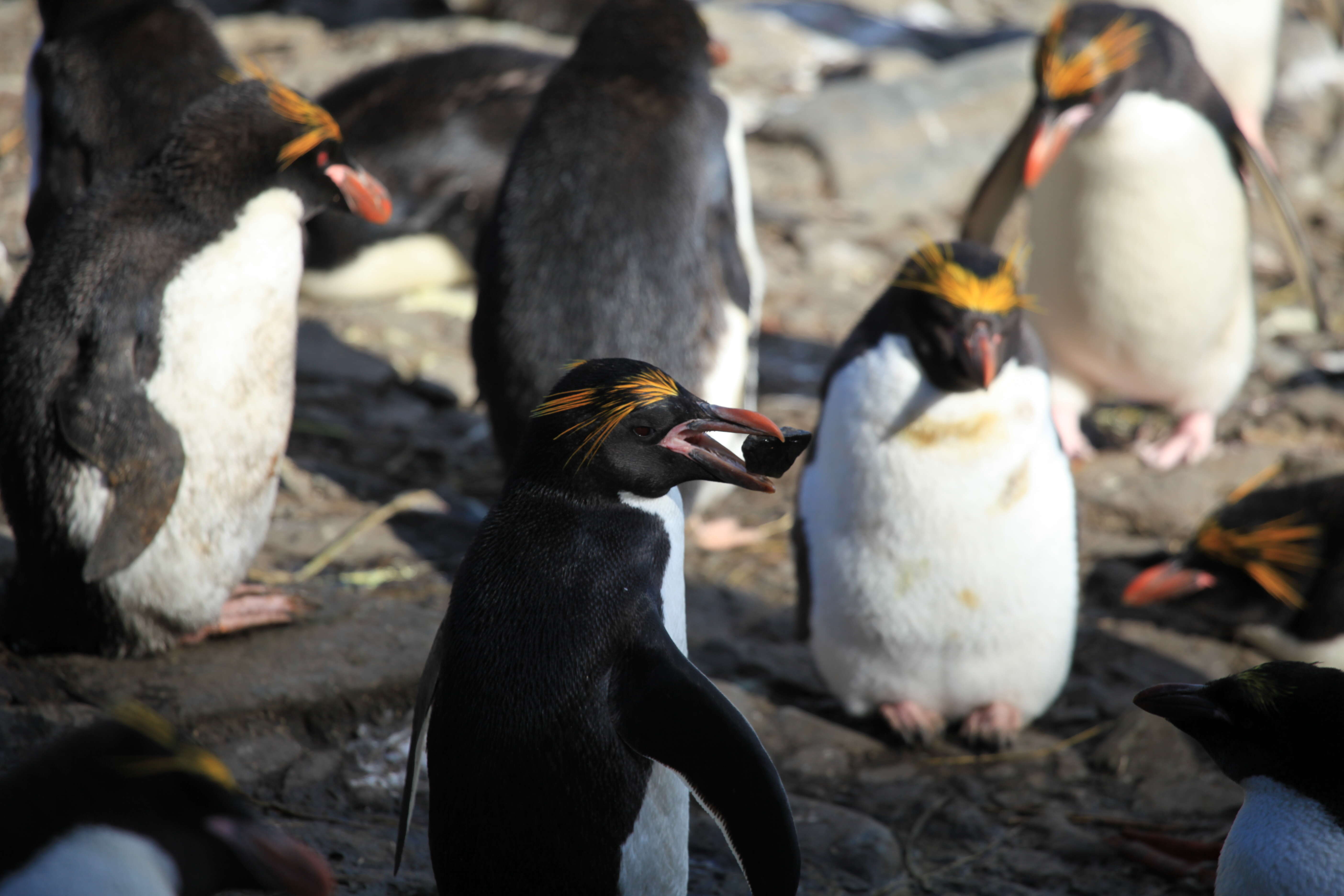 Image of Macaroni Penguin