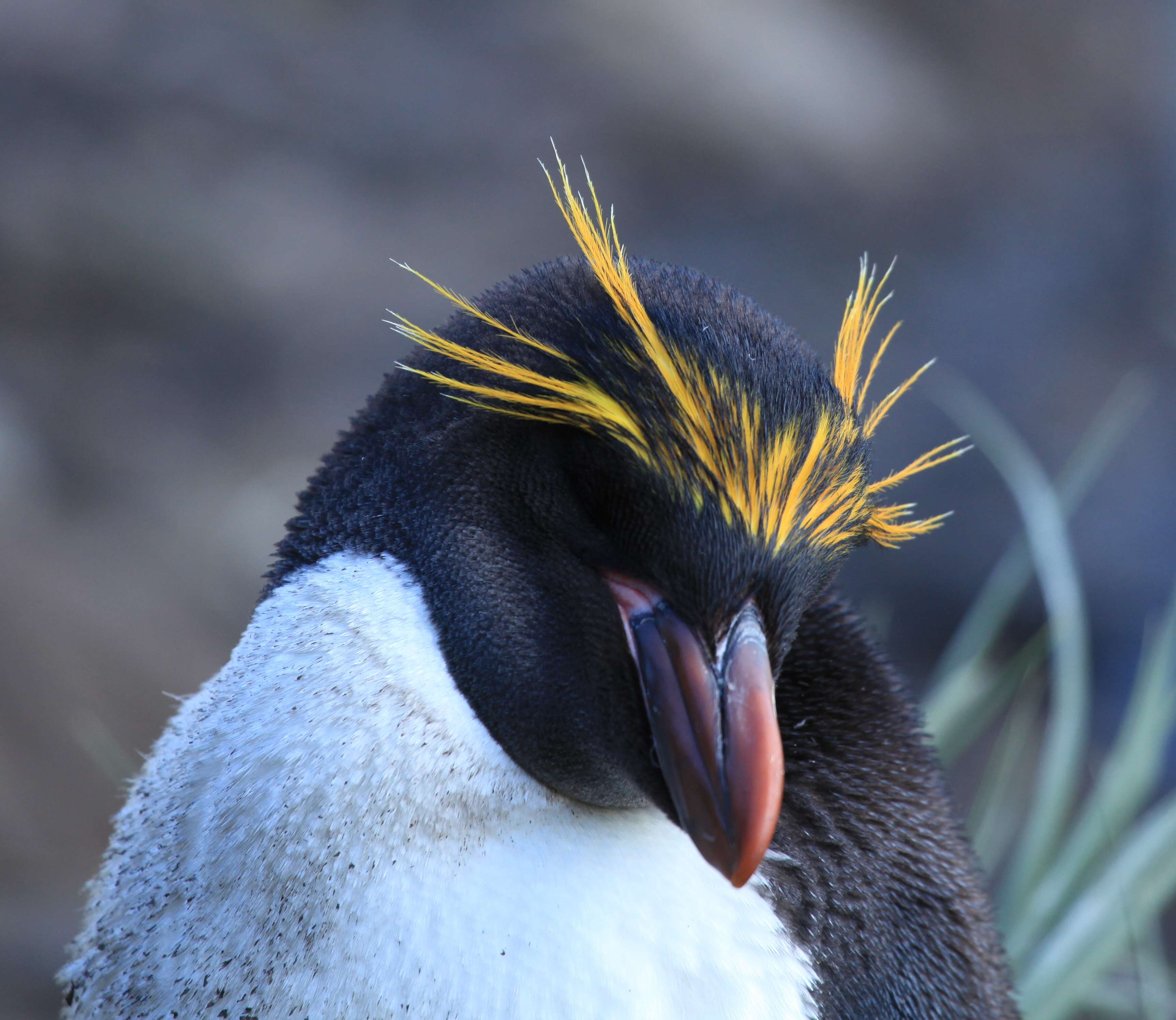 Image of Macaroni Penguin