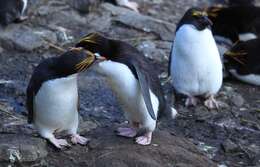 Image of Macaroni Penguin